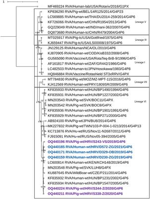 Interspecies transmission of porcine-originated G4P[6] rotavirus A between pigs and humans: a synchronized spatiotemporal approach